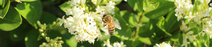 Bandeau Abeille et fleur